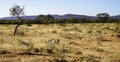 African leopard approaches through dry grass and bush with purple mountains behind at Okonjima Nature Reserve, Namibia Royalty Free Stock Photo