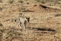 African leopard approaches in dry grassland in bright early morning sunlight with long shadow at Okonjima Nature Reserve, Namibia Royalty Free Stock Photo