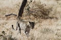 African leopard approaches through barren dry grass in early morning sunlight with curved tail at Okonjima Nature Reserve, Namibia