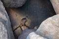 Elusive shy rock wallaby hiding among rocks, in the shade. Full body picture. Magnetic Island, Queensland, Australia