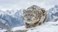 Elusive snow leopard crouching on snowy rock ledge in mountains Royalty Free Stock Photo