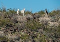 Elusive white wild Burros in the Black Mountains Royalty Free Stock Photo