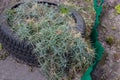 Elymus arenarius - green plant in the flowerbed. grassy green plant grows in black rubber tire