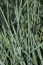 Elymus hispidus - Elymus Glauca - Ornamental Blue Grass. Wild Rye Grass