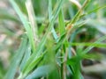 Elymus repens green grass commonly known as couch grass image india