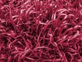 Elymus repens weed texture tinted with trendy burgundy Viva Magenta 2023 color