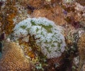 Elysia crispata, common name the lettuce sea slug or lettuce slug Royalty Free Stock Photo