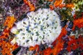 Elysia crispata,lettuce sea slug Royalty Free Stock Photo