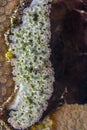 Elysia crispata, lettuce sea slug Royalty Free Stock Photo