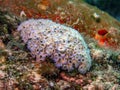 Elysia crispata,lettuce sea slug Royalty Free Stock Photo