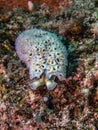 Elysia crispata,lettuce sea slug Royalty Free Stock Photo