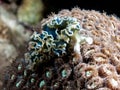 Elysia crispata lettuce sea slug Royalty Free Stock Photo