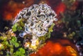 Elysia crispata; lettuce sea slug Royalty Free Stock Photo