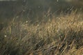 Elytrigia. Herbaceous background of juicy high green couch grass close-up. Fresh young bright grass Elymus repens beautiful herbal Royalty Free Stock Photo