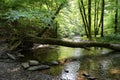 Elzbach stream at forest next to pyrmont Germany