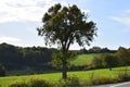 green steep grassland with some trees in Elztal Royalty Free Stock Photo