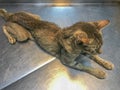 Emaciated cat, a silent symphony of survival against malnutrition or chronic kidney disease