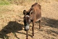 Emaciated donkey in the pasture