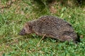 Emaciated hedgehog in a garden