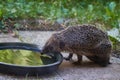 Emaciated hedgehog in a garden