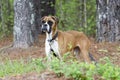 Skinny Boxer dog animal cruelty case