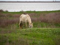 An emaciated white horse in a spring meadow. The consequences of severe starvation wintering. A thin horse with protruding bones