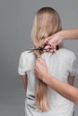 Emale hairdresser hold in hand between fingers lock of blonde hair, comb and scissors closeup. Image of hairdresser trimming ends