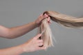 Emale hairdresser hold in hand between fingers lock of blonde hair, comb and scissors closeup. Image of hairdresser trimming ends