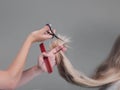 Emale hairdresser hold in hand between fingers lock of blonde hair, comb and scissors closeup. Image of hairdresser trimming ends