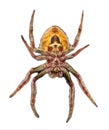 Emale Tropical orb weaver spider - Eriophora ravilla - isolated cutout on white background.  View from ventral Royalty Free Stock Photo