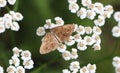 Ematurga atomaria (common heath) Royalty Free Stock Photo
