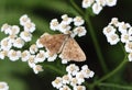 Ematurga atomaria (common heath) Royalty Free Stock Photo