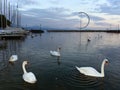 Embankment on Lake Geneva in Lausanne with swans and yacht at evening time, Switzerland Royalty Free Stock Photo