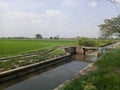 embankment on the river for irrigation of rice fields on the side of the road on the edge of the rice field Royalty Free Stock Photo