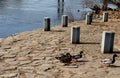 Embankment with stone pillars above the river. lots of ducks come together to eat crumbs and grain from people with small children