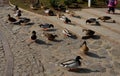 Embankment with stone pillars above the river. lots of ducks come together to eat crumbs and grain from people with small children