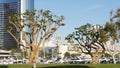 Embarcadero marina park, big coral trees near USS Midway and Convention Center, Seaport Village, San Diego, California USA. Luxury Royalty Free Stock Photo