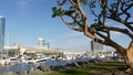 Embarcadero marina park, big coral trees near USS Midway and Convention Center, Seaport Village, San Diego, California USA. Luxury Royalty Free Stock Photo