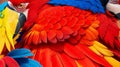 Colorful of Scarlet macaw bird\'s feathers with red yellow orange and blue shades, exotic nature background and texture Royalty Free Stock Photo