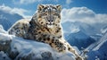 Snow Leopard reigns as the graceful ghost of the mountains