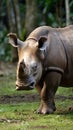 Unveiling the Fierce Majesty The Sumatran Rhino\'s Untamed Spirit