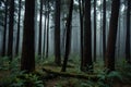 Verdant Canopy Exploring the Enigmatic Depths of the Lush Green Forest Veiled in Gentle Mist Royalty Free Stock Photo