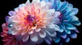 Chrysanthemum Natures Graceful Bloom