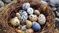 nest adorned with eggs that blend with their surroundings