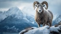 The Resilient Wild Sheep in the snow mountain