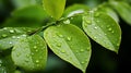 Fresh Green Leaves with Rain Droplets Royalty Free Stock Photo