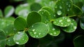 Fresh Green Leaves with Rain Droplets Royalty Free Stock Photo