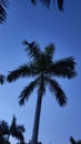 Midnight Serenity: Palm Tree Silhouette Against Starry Skies