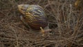 Snail Journeying Across Mossy Terrain