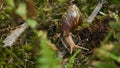 Snail Journeying Across Mossy Terrain